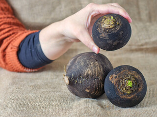 Hand Holding a Whole Organic Black Winter Radish - Lifestyle Photography: Displaying Raw Black...