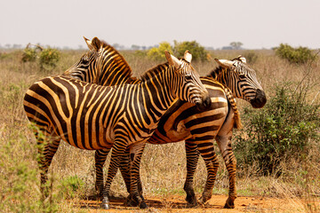 zebra in the savannah