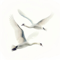 Obraz premium seagull in flight