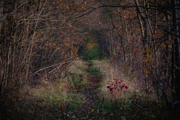 Wąska ścieżka wśr&oacute;d szpaleru zarośli. Resztki liści na gałęziach jest brązowa, sucha trawa jest ż&oacute;łta.