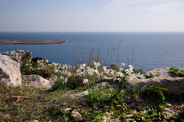 Beautiful pure white narcissus flowers  stock photo during January