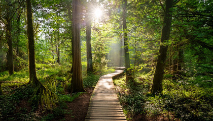 Obraz premium Sunlight Streams Through Trees Onto A Wooden Path In A Lush Green Forest