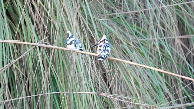 Two Pied Kingfishers (Ceryle rudis) Perched on a Reed in 120fps 4K Slow Motion. Pair of Black and White Kingfishers Sitting Alert Above Water, Balanced on Thin Reed Stems, Captured in Cinematic High-D