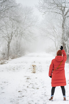 Woman raises hand to train Labrador retriever sitting on snowy path in foggy winter forest