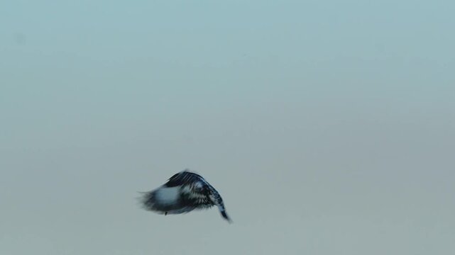 Pied Kingfisher (Ceryle rudis) in Flight Locking on Fish Hunt in 240fps 4K Slow Motion. Black and White Kingfisher Hovering Above Water, Beak and Wings Focused on Target, Captured in Cinematic High-De