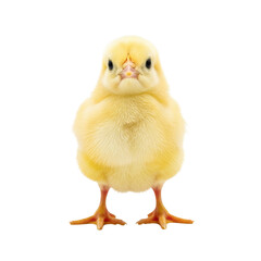 Fototapeta premium a tiny, ultra-fluffy newborn yellow baby chick with jet-black eyes standing on a transparent studio background, emphasizing the delicate fragility of new life.