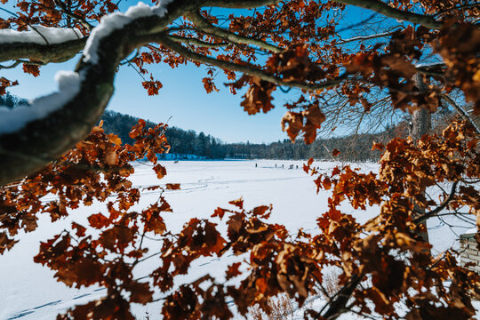 Prople playing on frozen lake. Shot through dry branches