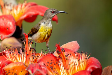 COLORFUL PURPLE SUNBIRD SITTING ON FLOWER AND SEEKING HONEY