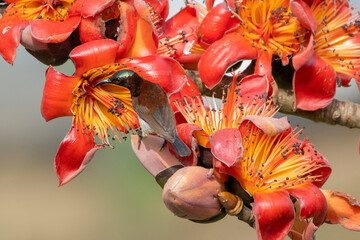 COLORFUL PURPLE SUNBIRD SITTING ON FLOWER AND SEEKING HONEY