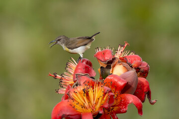 COLORFUL PURPLE SUNBIRD SITTING ON FLOWER AND SEEKING HONEY