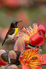 COLORFUL PURPLE SUNBIRD SITTING ON FLOWER AND SEEKING HONEY