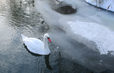 A swan searches for food in the water in winter, caring for birds, protecting animals © Maryia