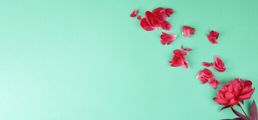 A blooming bright red peony with petals on a turquoise background
