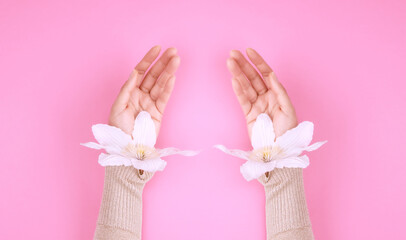 Female hands with delicate white flowers on a pink background
