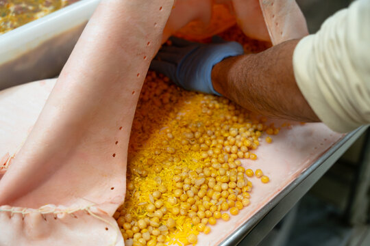 Gloved hands pressing lechona stuffing inside stitched pork skin, traditional Colombian cuisine preparation.