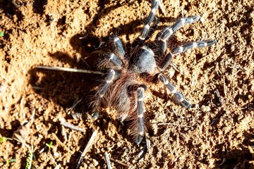 The Brazilian tarantula, Acanthoscurria geniculata, also known as the white-kneed tarantula or giant white-kneed tarantula, is a spider belonging to the family Theraphosidae. Caranguejeira