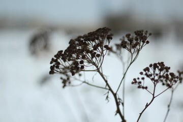 Plant in the winter minimalism art photo nature sleeping in the snow dry and dark tansy beautiful concept photo 
