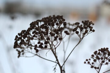Plant in the winter minimalism art photo nature sleeping in the snow dry and dark tansy beautiful concept photo 