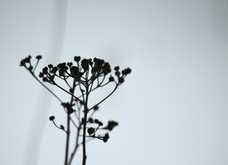 Plant in the winter minimalism art photo nature sleeping in the snow dry and dark tansy beautiful concept photo 