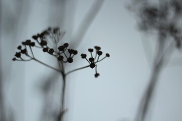 Plant in the winter minimalism art photo nature sleeping in the snow dry and dark tansy beautiful concept photo 