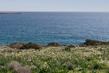 Marine landscape at Agia Napa sea coast, full of  white narcissus blooms during January