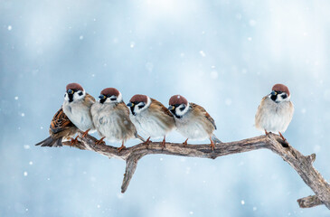 A flock of funny sparrow birds sitting on a tree branch in a winter park under falling snow