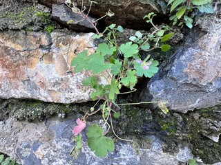 Geranium rotundifolium blooms pink and growing in stone wall crevice. Round-leaved geranium flower. Round-leaved crane's-bill plant with pink flowers and lobed leaves, resilience and urban nature.