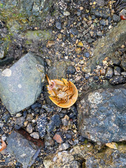 Horseshoe crab on shore  between rocks