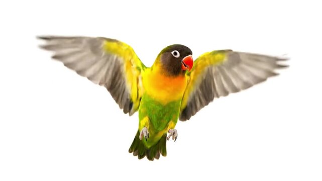 Vibrant parrot in mid-flight with colorful feathers and wings spread