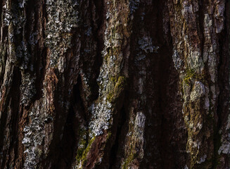 Detailed Tree Bark Texture with Lichen and Moss