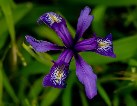 Close Up Of Wild Iris In Big Sur