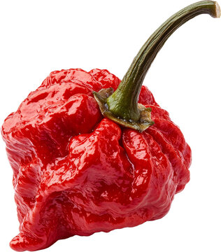 ghost pepper 