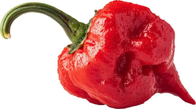 ghost pepper 