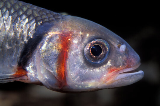Closeup portrait of a Warpaint Shiner, Luxillis cocogenis