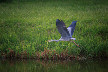 a grey heron flies away against a green background