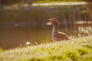 a greylag goose calls to its young in the summer sun