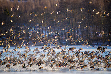 a startled flock of ducks takes flight