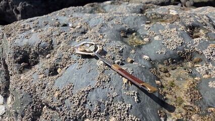 Fresh oyster shucking on rocky shoreline with shell textures for maritime themes. Oyster and knife on a stone