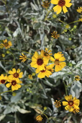 Close-up of vibrant yellow, daisy-like flowers of the brittlebush (Encelia farinosa) plant blooming in Arizona desert during warm winter months