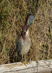 Green Heron seen at South Padre Island in Texas