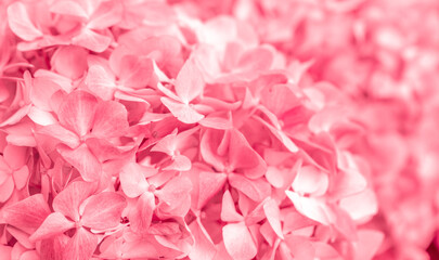 Fototapeta premium Pink flowers close up. Bouquet of red flowers. City flower beds, a beautiful and well-groomed garden with flowering bushes.