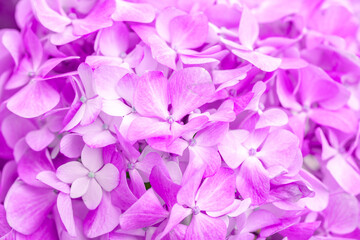 Fototapeta premium Lilac flowers close up. Bouquet of purple flowers. City flower beds, a beautiful and well-groomed garden with flowering bushes.