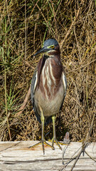 Green Heron seen at South Padre Island in Texas