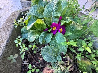 Purple primrose (Primula vulgaris) with yellow center blooming among green textured leaves in a stone planter. Early spring garden flower, natural outdoor plant, fresh seasonal floral background.