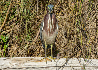 Green Heron seen at South Padre Island in Texas