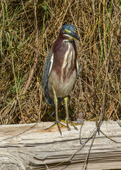 Green Heron seen at South Padre Island in Texas