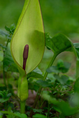 Arum maculatum green lily flowers in bloom in the forest, snakeshead flowering plant