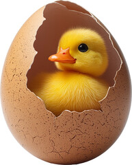 ducklings in egg shell