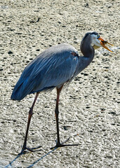 Great Blue Heron eating a fish