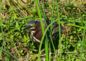 Green Heron seen at South Padre Island in Texas